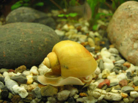 &copy; Zierfischfreunde Immenhausen-Holzhausen AMPULLARIA SCALARIA